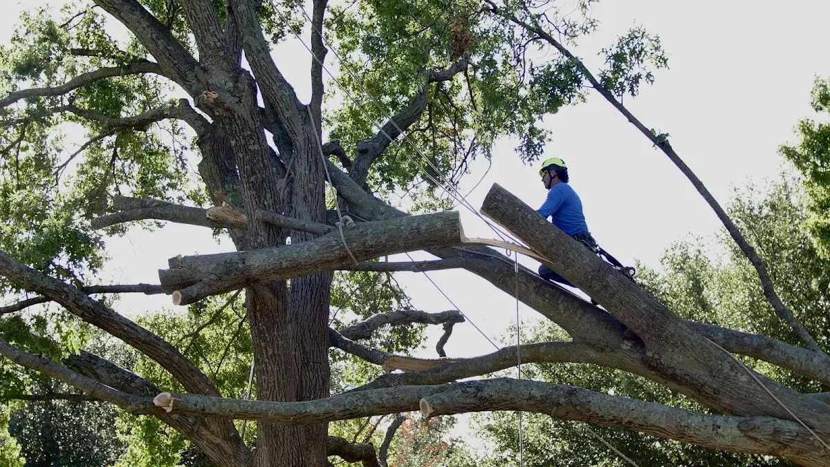 Professional Crown Thinning performed by certified arborists in Armington